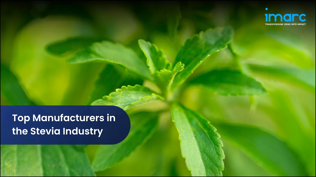 Top Manufacturers in the Stevia Industry