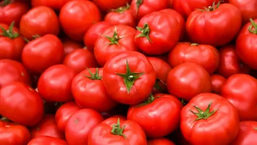 Top 19 Tomato Processing Companies in the World
