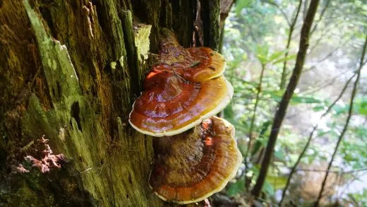 Top 11 Reishi Mushroom Companies in the World