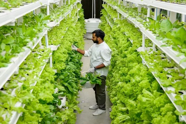 Top 12 Vertical Farming Companies in the World 