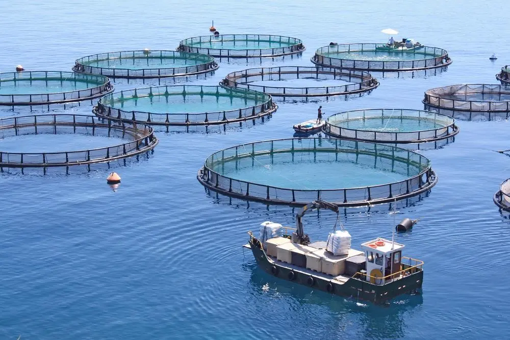 Top 10 Vietnam Aquaculture Companies