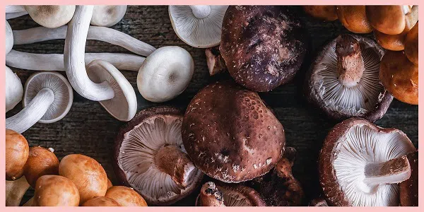 Shiitake Mushroom Price, 2023 Shiitake Mushroom Price Manufacturers &  Suppliers