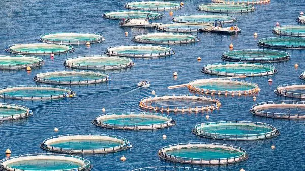 Top 17 Aquaculture Companies in the World 