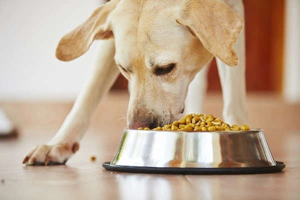 Dog Food Manufacturers in the World