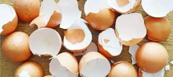 Top 10 Eggshell Membrane Companies in the World 