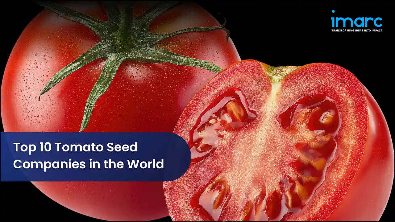 Top 10 Tomato Seed Companies in the World 
