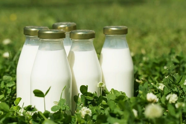 World's Top Organic Dairy Companies