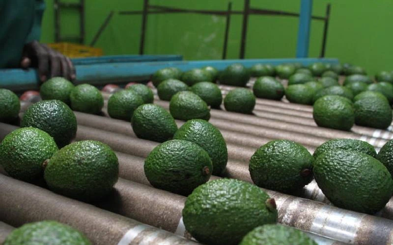 Top Avocado Processing Companies in the World
