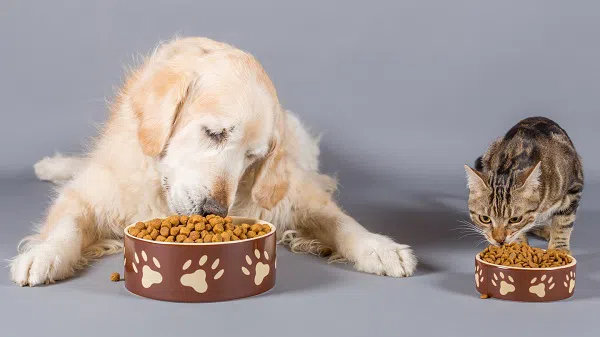 Top 5 Pet Food Companies in the World