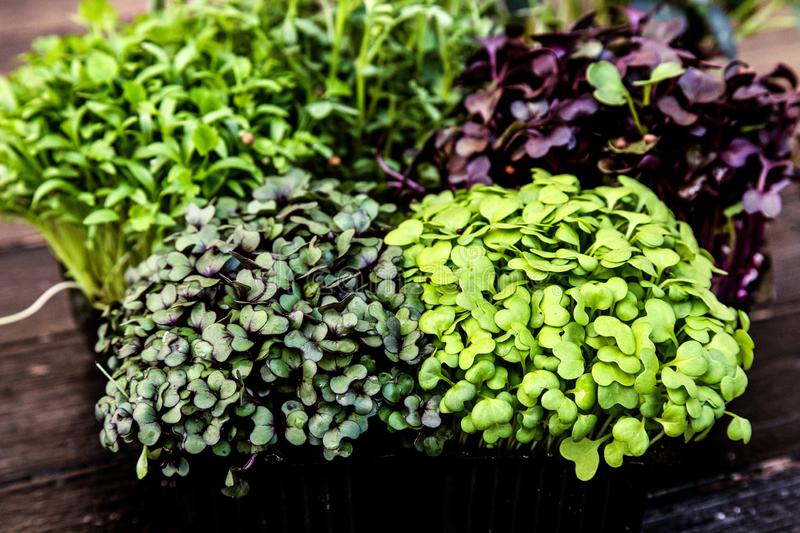 Top 11 Microgreens Companies in the World