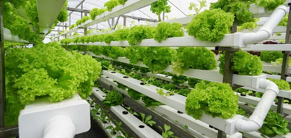 Top 17 Indoor Farming Companies in the World
