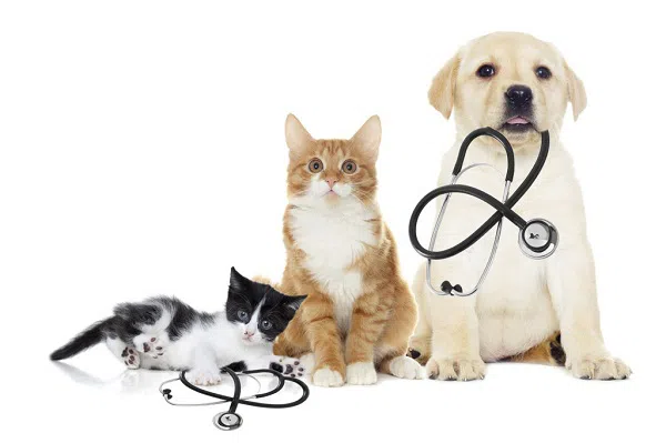 Top Companies in the India Veterinary Medicine Industry