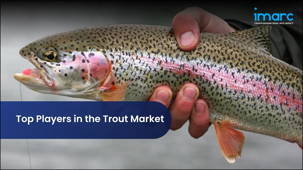 Top Players in the Trout Market