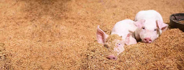 Top 10 Companies in the Global Swine Feed Market 2021