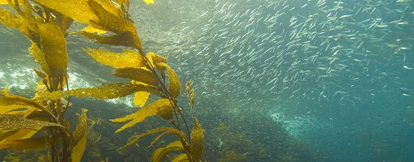 Top 7 Seaweed Companies in the World