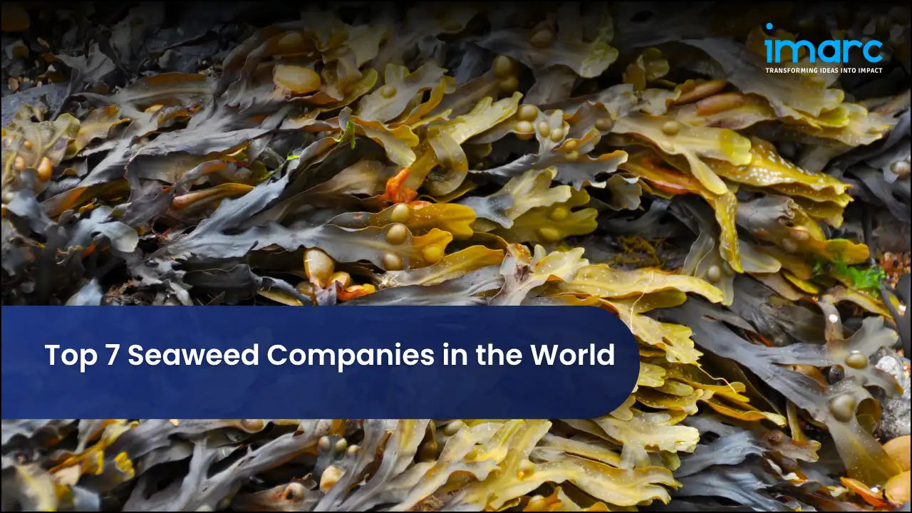 Top 7 Seaweed Companies in the World